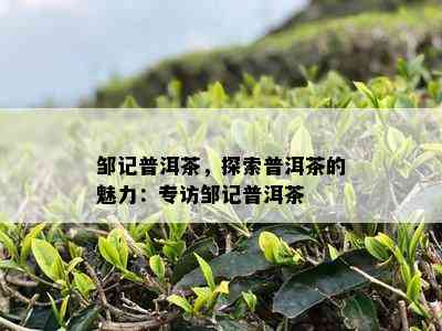 邹记普洱茶，探索普洱茶的魅力：专访邹记普洱茶