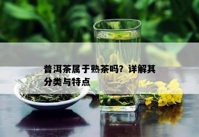 普洱茶属于熟茶吗？详解其分类与特点