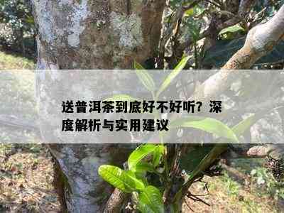 送普洱茶到底好不好听？深度解析与实用建议