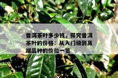 普洱茶叶多少钱，探究普洱茶叶的价格：从入门级到高端品种的价位一览