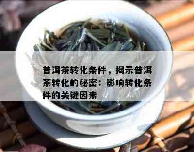 普洱茶转化条件，揭示普洱茶转化的秘密：作用转化条件的关键因素