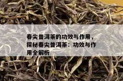 春尖普洱茶的功效与作用，探秘春尖普洱茶：功效与作用全解析