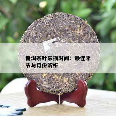 普洱茶叶采摘时间：更佳季节与月份解析