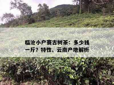 临沧小户赛古树茶：多少钱一斤？特性、云南产地解析