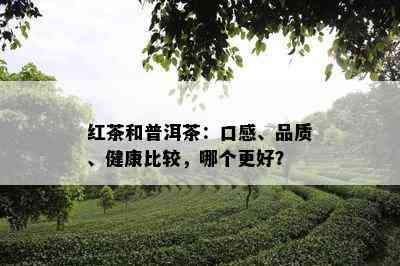 红茶和普洱茶：口感、品质、健康比较，哪个更好？