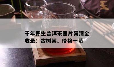 千年野生普洱茶图片高清全收录：古树茶、价格一览