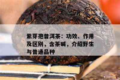 紫芽孢普洱茶：功效、作用及区别，含茶碱，介绍野生与普通品种