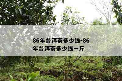 86年普洱茶多少钱-86年普洱茶多少钱一斤