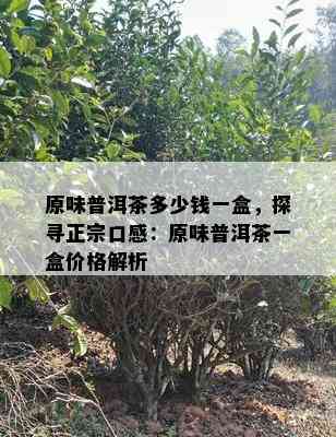 原味普洱茶多少钱一盒，探寻正宗口感：原味普洱茶一盒价格解析