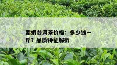 紫娟普洱茶价格：多少钱一斤？品质特征解析