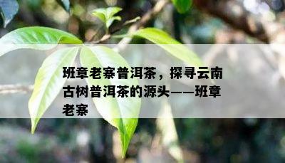 班章老寨普洱茶，探寻云南古树普洱茶的源头——班章老寨