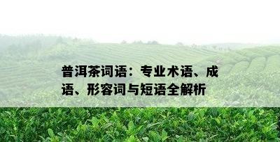 普洱茶词语：专业术语、成语、形容词与短语全解析