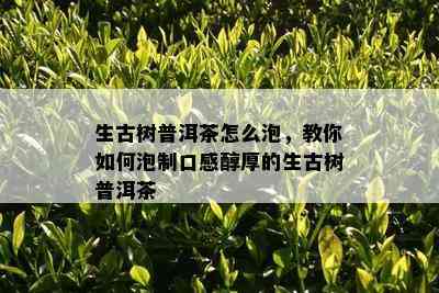 生古树普洱茶怎么泡，教你怎样泡制口感醇厚的生古树普洱茶