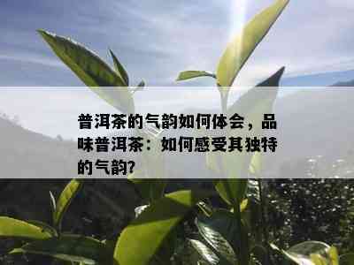 普洱茶的气韵如何体会，品味普洱茶：如何感受其独特的气韵？