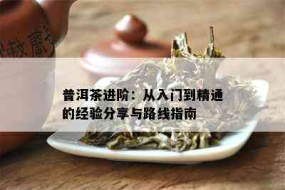 普洱茶进阶：从入门到精通的经验分享与路线指南