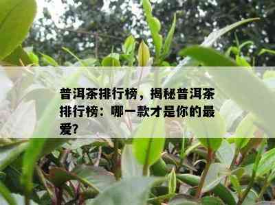 普洱茶排行榜，揭秘普洱茶排行榜：哪一款才是你的更爱？