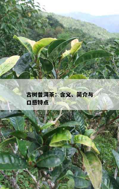 古树普洱茶：含义、简介与口感特点