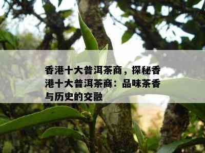 十大普洱茶商，探秘十大普洱茶商：品味茶香与历史的交融