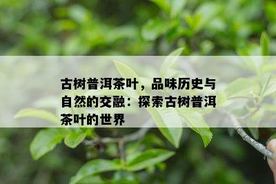 古树普洱茶叶，品味历史与自然的交融：探索古树普洱茶叶的世界