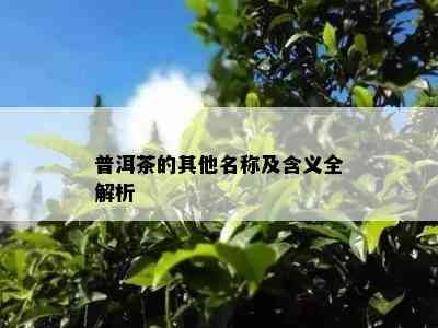 普洱茶的其他名称及含义全解析