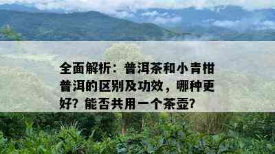 全面解析：普洱茶和小青柑普洱的区别及功效，哪种更好？能否共用一个茶壶？