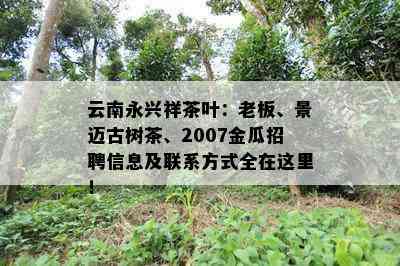 云南永兴祥茶叶：老板、景迈古树茶、2007金瓜招聘信息及联系方法全在这里！