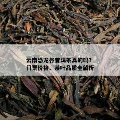 云南恐龙谷普洱茶真的吗？门票价格、茶叶品质全解析