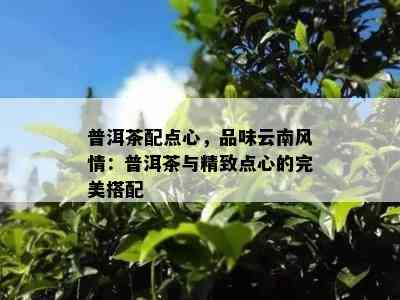 普洱茶配点心，品味云南风情：普洱茶与精致点心的完美搭配