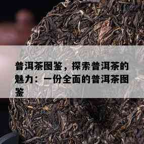 普洱茶图鉴，探索普洱茶的魅力：一份全面的普洱茶图鉴