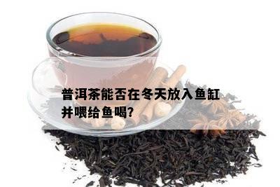 普洱茶能否在冬天放入缸并喂给喝？