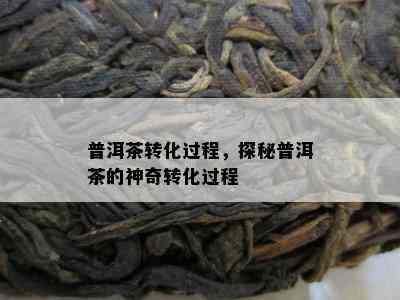 普洱茶转化过程，探秘普洱茶的神奇转化过程