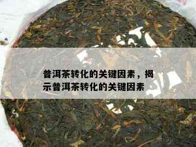 普洱茶转化的关键因素，揭示普洱茶转化的关键因素