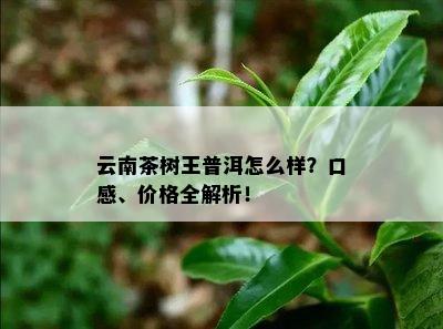 云南茶树王普洱怎么样？口感、价格全解析！