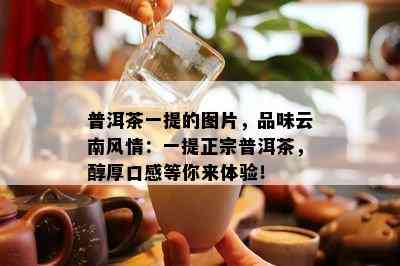 普洱茶一提的图片，品味云南风情：一提正宗普洱茶，醇厚口感等你来体验！