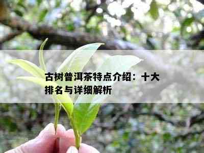 古树普洱茶特点介绍：十大排名与详细解析