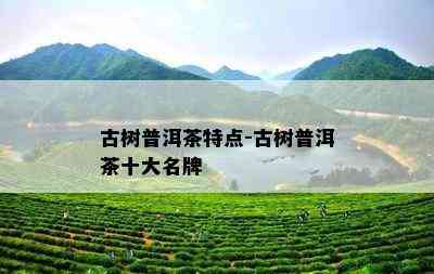 古树普洱茶特点-古树普洱茶十大名牌