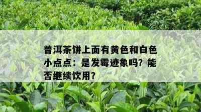 普洱茶饼上面有黄色和白色小点点：是发霉迹象吗？能否继续饮用？