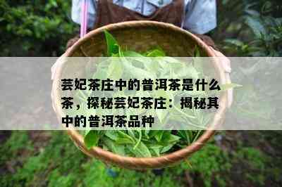 芸妃茶庄中的普洱茶是什么茶，探秘芸妃茶庄：揭秘其中的普洱茶品种