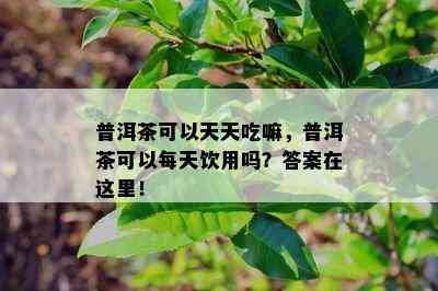 普洱茶可以天天吃嘛，普洱茶可以每天饮用吗？答案在这里！