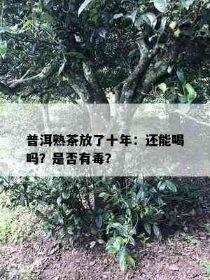 普洱熟茶放了十年：还能喝吗？是否有？