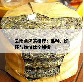 云南普洱茶推荐：品种、好坏与性价比全解析