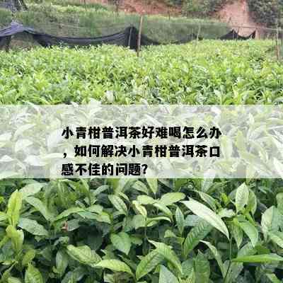 小青柑普洱茶好难喝怎么办，如何解决小青柑普洱茶口感不佳的问题？