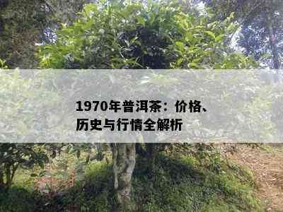 1970年普洱茶：价格、历史与行情全解析