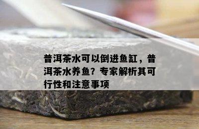 普洱茶水可以倒进缸，普洱茶水养？专家解析其可行性和注意事项