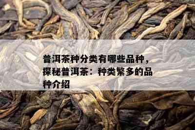 普洱茶种分类有哪些品种，探秘普洱茶：种类繁多的品种介绍