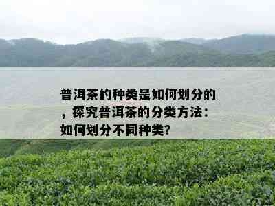 普洱茶的种类是如何划分的，探究普洱茶的分类方法：如何划分不同种类？