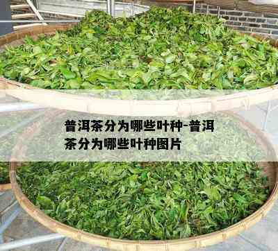 普洱茶分为哪些叶种-普洱茶分为哪些叶种图片