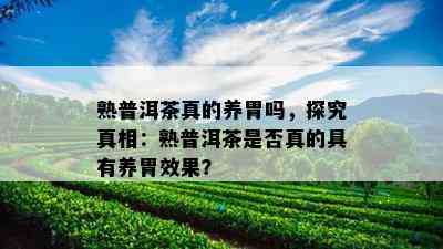 熟普洱茶真的养胃吗，探究真相：熟普洱茶是否真的具有养胃效果？