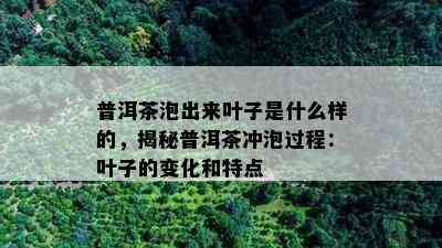 普洱茶泡出来叶子是什么样的，揭秘普洱茶冲泡过程：叶子的变化和特点