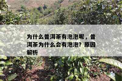 为什么普洱茶有泡泡呢，普洱茶为什么会有泡泡？原因解析